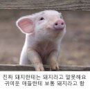오이시 이미지
