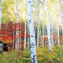 자작나무 숲 이미지