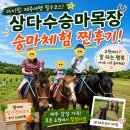 승마카부분정비 | 제주 가족여행 코스 삼다수승마목장 말타기 체험 내돈내산 후기