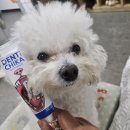 덴티플랜 | 강아지 바르는치약 이빨 피 안나는 부드러운 양치 방법