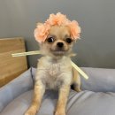 야옹아 멍멍해봐 대흥점 이미지