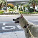 다솜켄넬 이미지