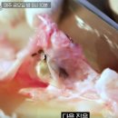 미소복어 이미지