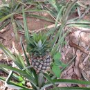 강일구농장 이미지