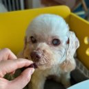 푸치푸치 | 강아지 자연식 수제간식 푸치푸치 져키 &amp; 트릿 급여 후기