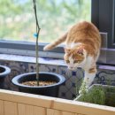 오션 캣 이미지