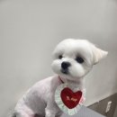 멍데이즈 이미지