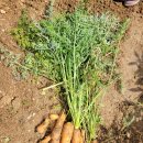 도촌 2농장 이미지