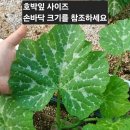 열무,얼갈이.스낵오이.호박잎.케일 주문 받습니다. 이미지