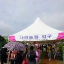 &#39;양주 천만송이 천일홍 축제&#39; 10일전 풍경 (2024.9.18.수) 이미지