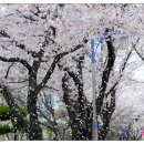 벚꽃김밥 - 강서구 공항로15번길 2 | 벚꽃김밥