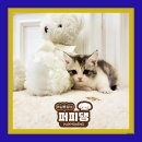 퍼피댕 강아지분양 안심분양소 광명점 말티푸 미니비숑 토이푸들 | 부천토이푸들분양 사랑스러운 눈망울