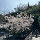 명승 거창 수승대 | 거창 수승대 4월 벚꽃 엔딩과 출렁다리 실시간 여행기