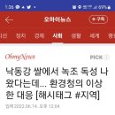 낙동강 쌀에서 녹조 독성 검출 이미지