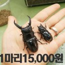 화성사슴농장 이미지