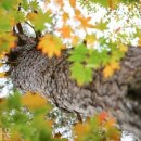 소나무를 품다 이미지