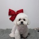 케니애견돌봄센터 이미지