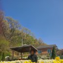 지천솔밭 | 강화도 석모도 여행코스 가볼만한곳 석모도수목원ㅣ무료인데 이 퀄리티? 수국 온실 주차 맛집 총정리