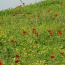 샤론의꽃 이미지