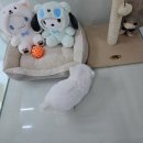 멍냥스타 강아지분양 고양이분양 | 의정부강아지분양 멍냥스타 지인추천으로 미니비숑분양후기
