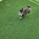 도그아레아 이미지