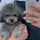 코코 반려견미용실 이미지