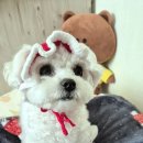 빨간모자 이미지