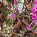 봉산보건진료소 이미지