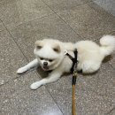 두리집