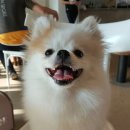 그르르르(grrr!) 이미지