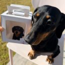 하늘바라기펫푸드 강아지수제간식 강아지케이크 | [울산/강아지케이크] 울산 반려견 강아지케이크 수제간식 맛집 모쿠모쿠 강추후기