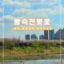 왕숙천 자전거도로15 | 남양주 다산 왕숙천 체육공원 자전거 도로 벚꽃길