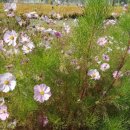 코스모스부동산중개 이미지