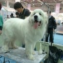 그레이트 피레니즈 하늘이+백곰이 자견 예약 분양글입니다.(분양완료) 이미지