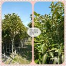 손오공농장 이미지