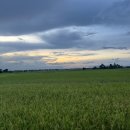 리즈 | 다낭여행 호이안 버기카투어, 호이안 메모리즈쇼 후기