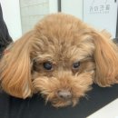 라이크몽 이미지