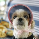 뭉치프렌즈 이미지