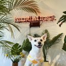 모리네 | 청주 애견카페 추천 {모리네집} 방문 후기