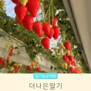 용이네 농장 | 수원 화성 아기와 더나은딸기 농장 체험 입장료 무료