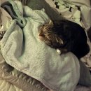 달떡볶이 방화점 | 25년 11월