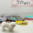 견식도락 거제시청점 | [거제애견수제간식] 수제 애견 간식 견식도락 거제 시청점