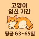 실이 그루밍 | 고양이 임신기간 알아보기