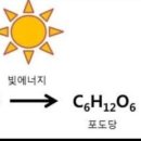 광합성 반응식 이미지