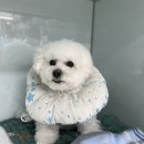 착한동물병원 | 비숑 십자인대 파열 수술 비용 대전 아프리카동물병원 후기