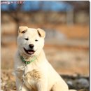 진산주 이미지