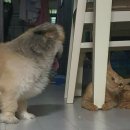 오크닭 이미지