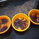 문어이야기 이미지