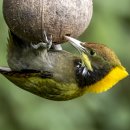 Greater Yellownaped Woodpecker 이미지