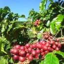 커피체리 이미지